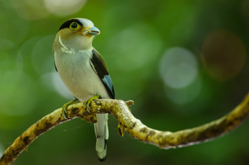 Silver-breasted Broadbill on tree branch