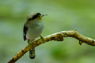 Silver-breasted Broadbill on tree branch