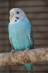 Blue Parakeet
