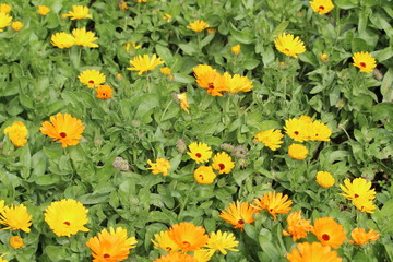 Orange and Yellow Daisy Patch on Churchill Island Heritage Farm, Phillip Island, Australia