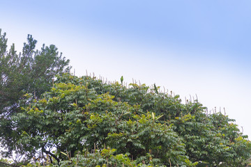Green parrot at the top a tree