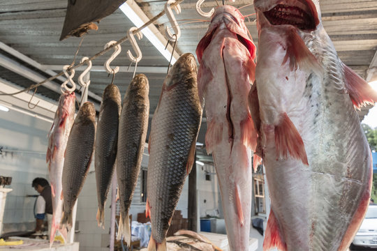 Puesto de pescados de r&iacute;o