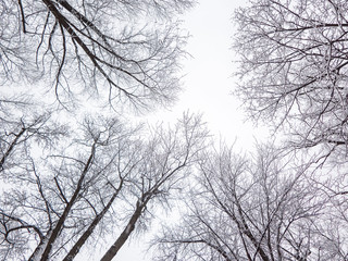 Looking up to a clear white sky framed with beautiful snow covered branches making a gorgeous winter season background image or wallpaper backdrop as snowflakes come down.