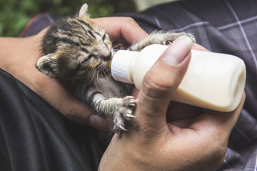 Bottle feeding the little cat.