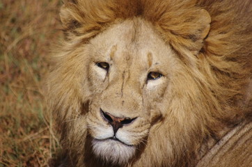 Obraz premium キリマンジャロ