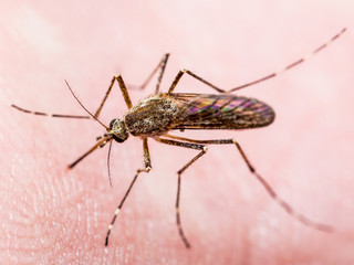 Yellow Fever, Malaria or Zika Virus Infected Mosquito Insect Macro