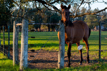 Caballo en Santa Fe