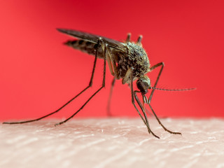 Yellow Fever, Malaria or Zika Virus Infected Mosquito Insect Macro on Red Background