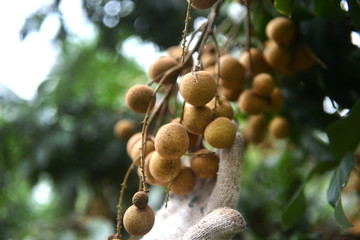 Longan farmers holding longan fruit by hand in orchard.