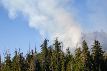 BC Wild Fire during a hot sunny summer day. Taken near Port Alice, Northern Vacouver Island, British Columbia, Canada.
