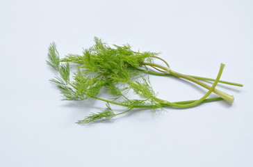 fresh dill or parsley tropical herb on white background