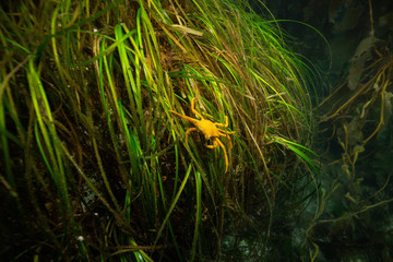 Beautiful underwater scene in the Pacific Ocean. Taken near Port Hardy, Northern Vancouver Island,...