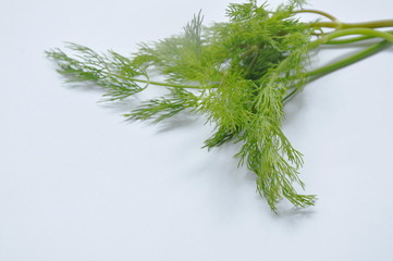 fresh dill or parsley tropical herb on white background