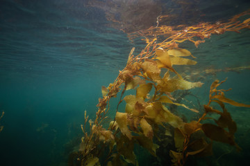 Beautiful underwater scene in the Pacific Ocean. Taken near Port Hardy, Northern Vancouver Island,...
