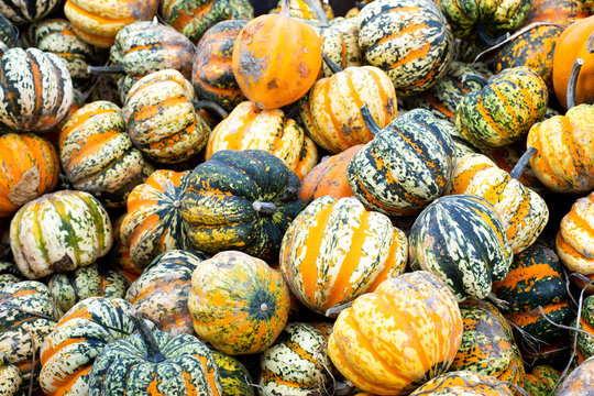 Autumn gourds show fall colors on the farm