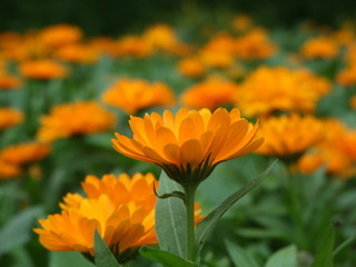 orange color flower calendula close up
