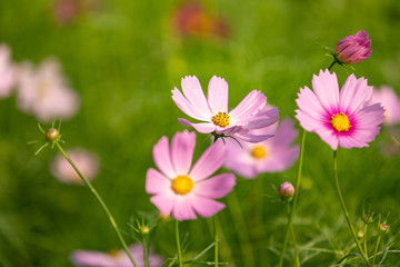 コスモス