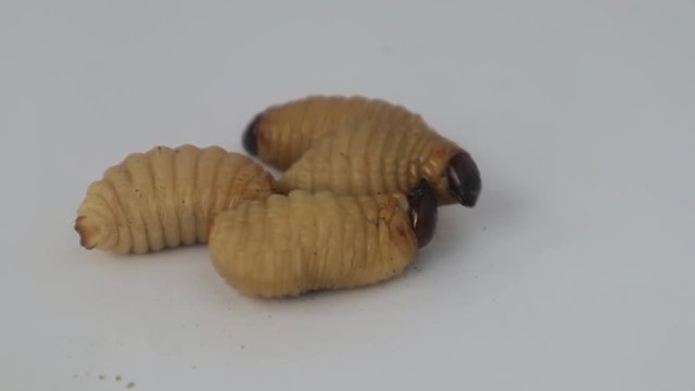 Dynastinae worm motion video footage 

