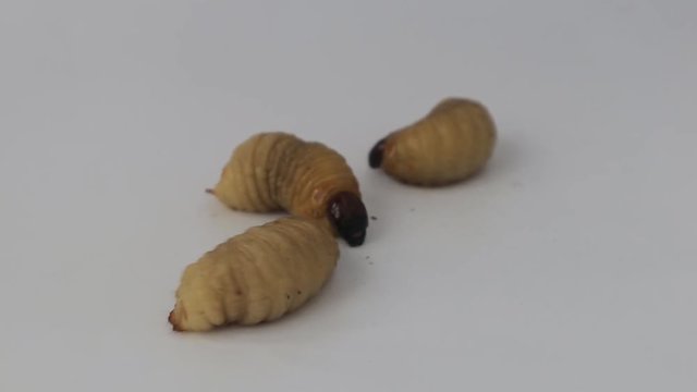 Dynastinae worm motion video footage 

