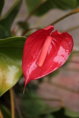 Anturium
