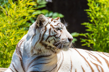 White tiger