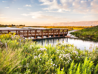 Beautiful landscape photo of bridge with water reflection at Chicago Northerly Island park with wildflowers in the foreground and white clouds in a blue sky at sunset golden hour