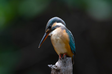 Common Kingfisher (alcedo atthis) Winter visitor bird which migrated to Thailand during September to March each year. This shot captured from Bangpoo mangrove forest.