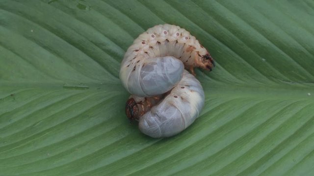 Dynastinae worm motion video footage 

