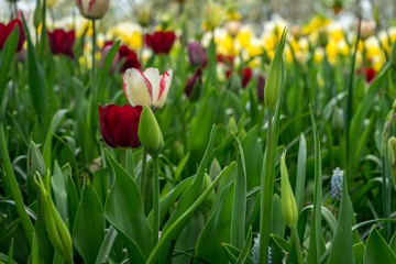 Obraz premium Netherlands,Lisse, a close up of a flower garden