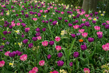 Fototapeta premium Netherlands,Lisse, a close up of a purple flower