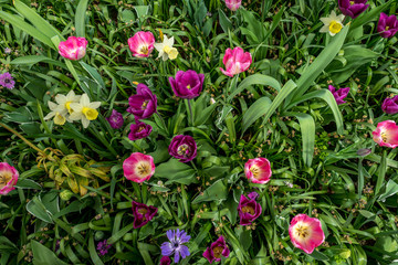 Netherlands,Lisse, a pink flower on a plant