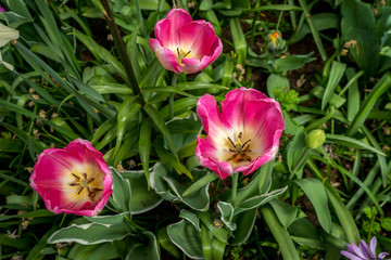 Netherlands,Lisse, a pink flower on a plant
