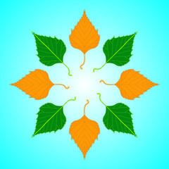 circle of birch leaves