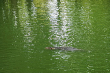 water monitor swim in canal at park