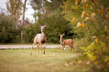 Doe and Fawn encounter