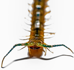 cockroach on black background