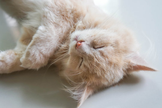 selective focus young cute male Persian cat face in sleep moment