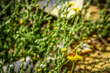 flowers on green background