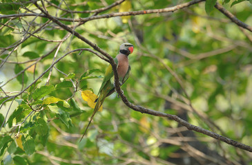 Red-breasted parakeet