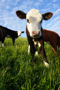 Baby Cows in New Zealand close up looking at camera