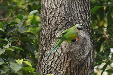 Red-breasted parakeet