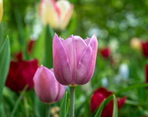 Netherlands,Lisse, a close up of a flower