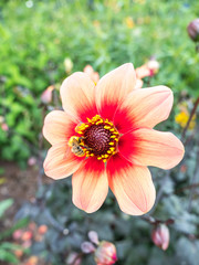 Beautiful macro photograph of single dahlia 'Moonfire' flower in a garden near Versailles France...