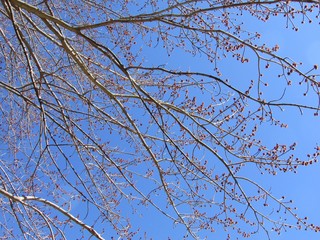 Branches of a tree with red buds against blue sky.