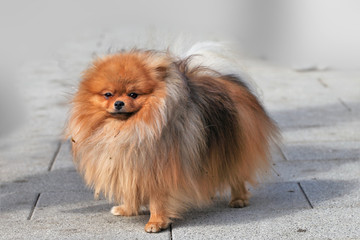 Pretty puppy of a German Spitz Mittelon a walk