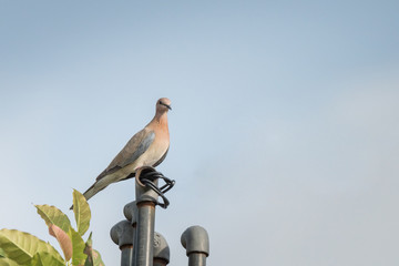 Laughing dove perched on a pipe