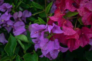top view purple and red bougainville bougainville on naturebackground