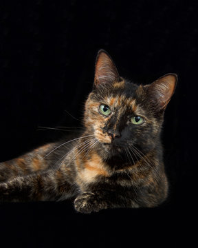 Portrait of a black and orange tortoiseshell tortie torbie tabby with green eyes on black background looking at viewer. Copy space on dark formal halloween style background. Vertical presentation