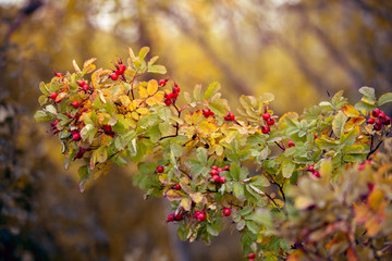 Rose Hip Foliage