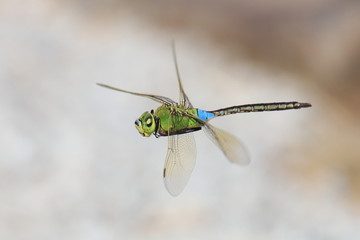 ギンヤンマ　Lesser Emperor	